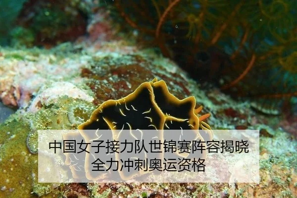 中国女子接力队世锦赛阵容揭晓 全力冲刺奥运资格